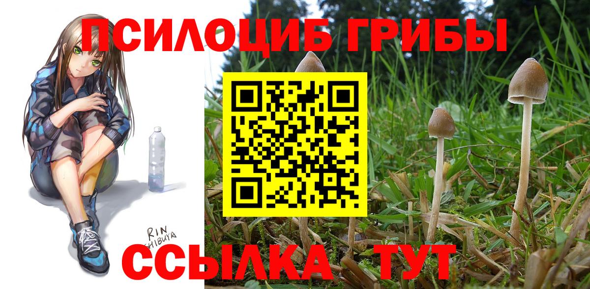 Шадринск  Псилоцибиновые грибы Psilocybine cubensis  Вход с VPN 